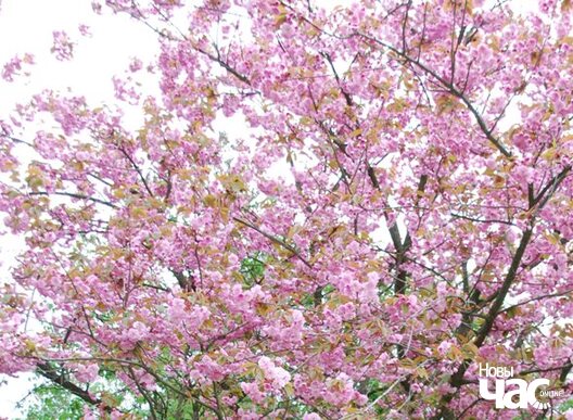 dsc_1283_logo.jpg dsc_1283_logo.jpg