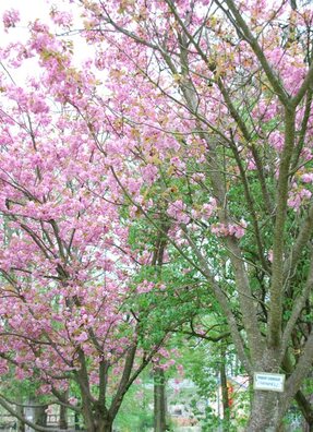 dsc_1286_logo.jpg dsc_1286_logo.jpg