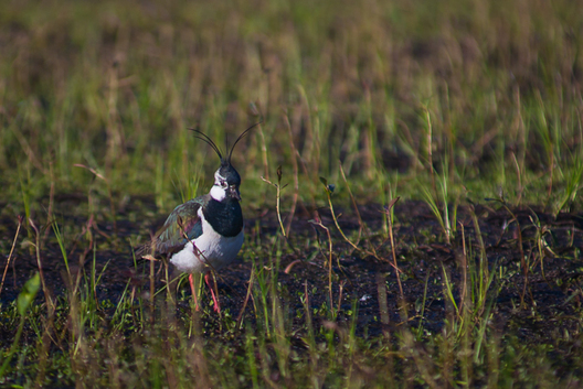 dsc_7711.jpg dsc_7711.jpg