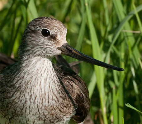 Кулік-мардунка Кулік-мардунка