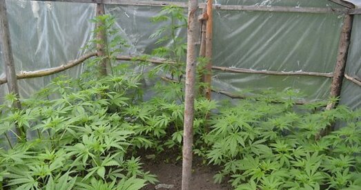 У Латвіі дазволілі вырошчваць мясцовыя каноплі