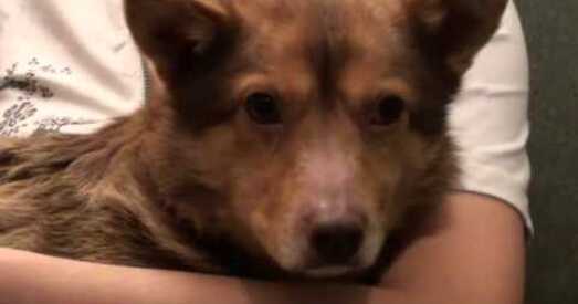 Гісторыя аднаго сабакі