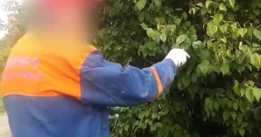 Працаўнікоў НВА «Цэнтр» прымусілі фарбаваць лістоту — «можа, Лукашэнка прыедзе?»