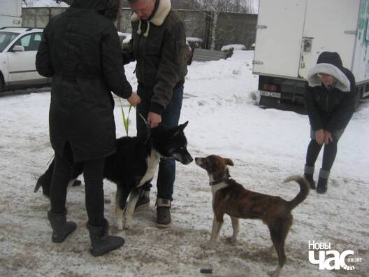 Дзік знаёміцца з сабакамі на СТА Дзік знаёміцца з сабакамі на СТА