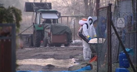 У курэй і індыкоў ў Польшчы выявілі птушыны грып