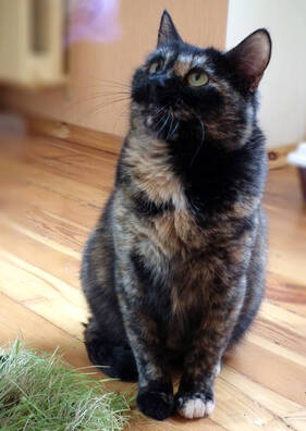 charapashka.jpg charapashka.jpg