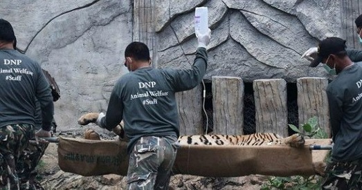 У насельнікаў знакамітага будыйскага манастыра ў Тайландзе адбіраюць іх тыграў