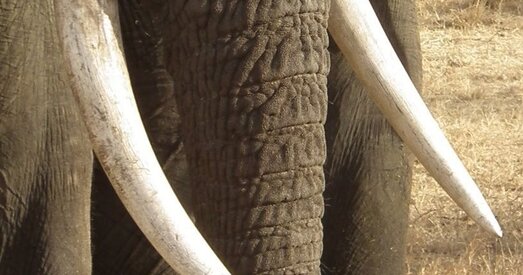 Выратаванне сланоў: забіваць ці не забіваць